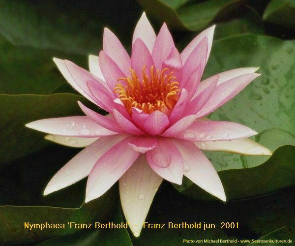 Nymphaea 'Franz Berthold'
